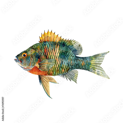 bluegill fish vector illustration in watercolour style