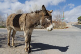 Feral donkey shown in the town of Beatty, Nevada, United States.