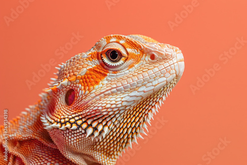 A purebred lizard poses for a portrait in a studio with a solid color background during a pet photoshoot.  