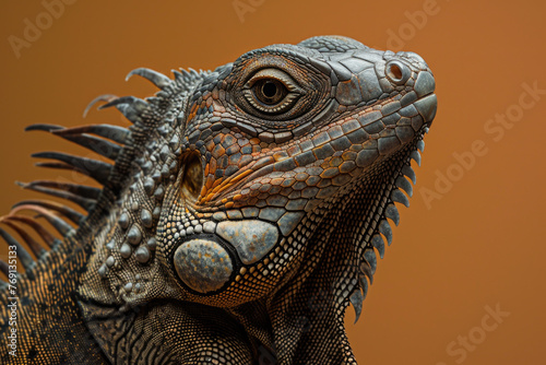 A purebred lizard poses for a portrait in a studio with a solid color background during a pet photoshoot.  