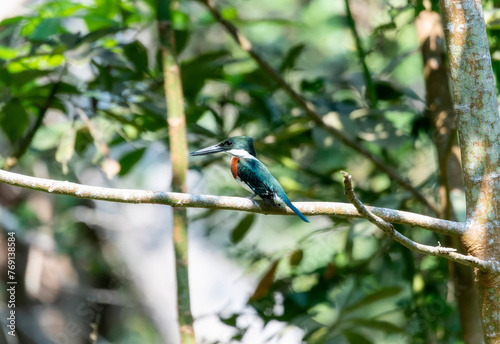 A vibrant green kingfisher Chloroceryle americana is perched gracefully on a tree branch, surrounded by lush greenery. photo