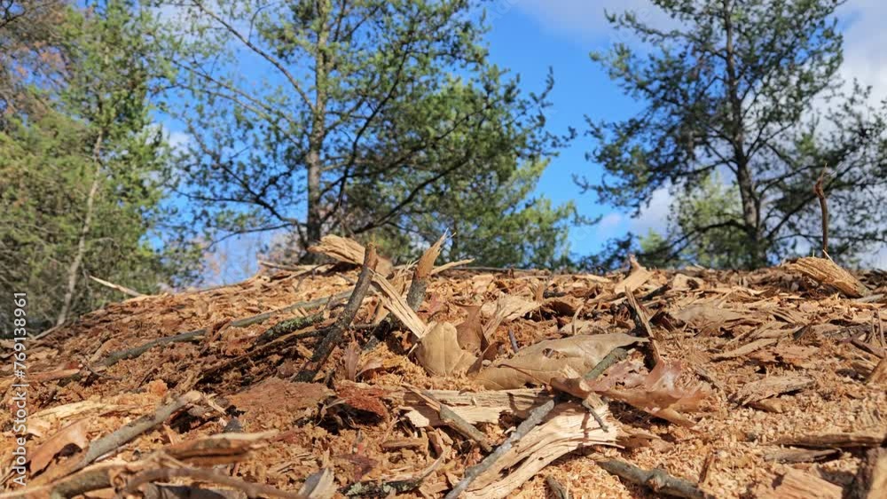 Close up of top of pile of mulch or oak wood chips against blue sky background with pine and oak trees in the background. Close up of top of pile of mulch or oak wood chips against blue sky background with pine and oak trees in the background.
