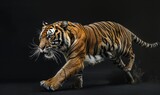 An Indochinese tiger captured in motion against a studio backdrop, tiger on black background