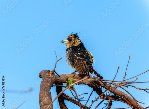 A crested barbet Trachyphonus vaillantii with vibrant colors is perched on a tree branch in South Africa, showcasing its unique markings and features. photo