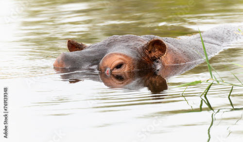 A common hippopotamus, or Hippopotamus amphibius, glides through the water in South Africa. © RachelKolokoffHopper