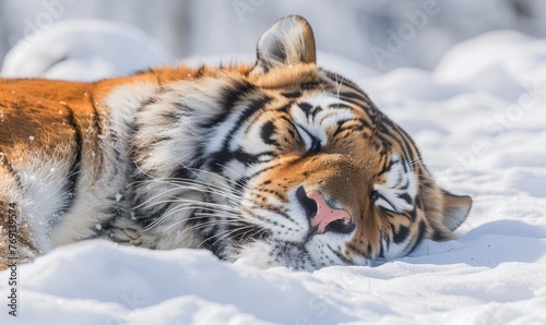 Close-up of a Siberian tiger resting in the snow