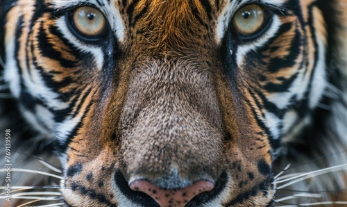 Close-up of a Siberian tiger s face under studio lights
