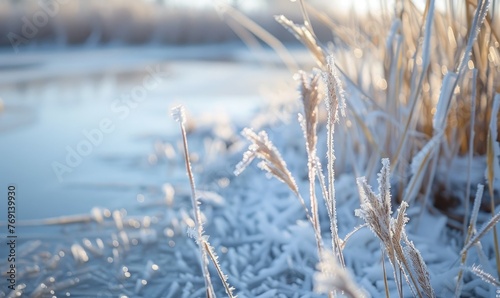 Close-up of frosty reeds along the edge of a frozen lake
