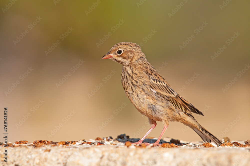 Fototapeta premium Ortolan Bunting, Emberiza hortulana on a concrete floor.