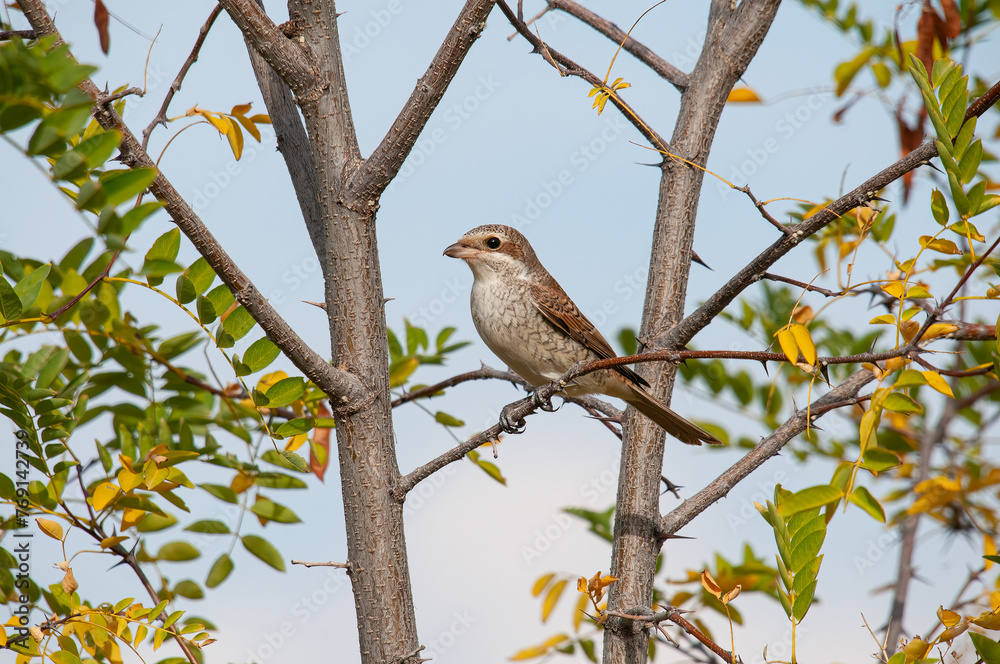 Female Red backed Shrike, Lanius collurio, on the branch of an acacia tree. Female Red backed Shrike, Lanius collurio, on the branch of an acacia tree.