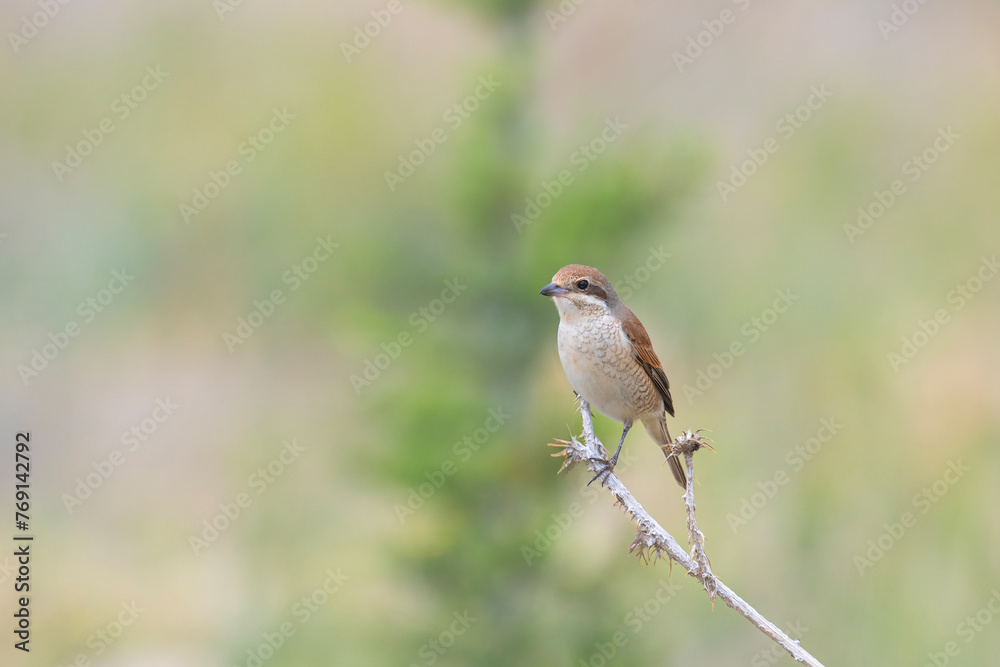 Fototapeta premium Red-backed Shrike, Lanius collurio, on the branch. Yellow background.