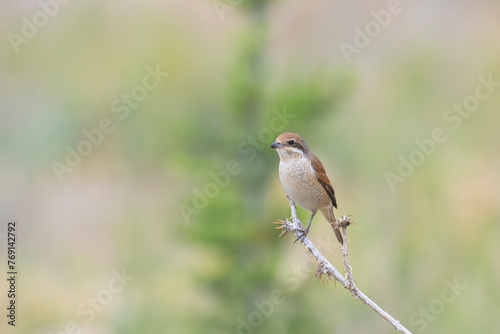 Red-backed Shrike, Lanius collurio, on the branch. Yellow background.