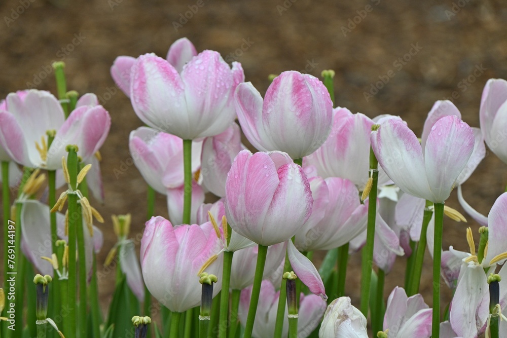 Tulip flowers wet in the rain. Seasonal background material of spring flowers.