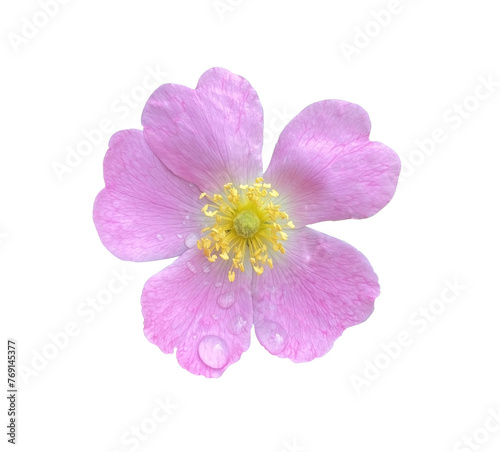 Pink Rosehip flower with waterdrops isolated on transparent background close up. Natural Object with clipping mask.