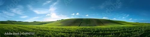 Vast green field plantation with bright blue sky background. green landscape.