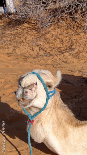 Close up of a dromedary camel (Camelus dromedarius) wearing a blue halter in the Sahara Desert, outside of Douz, Tunisia