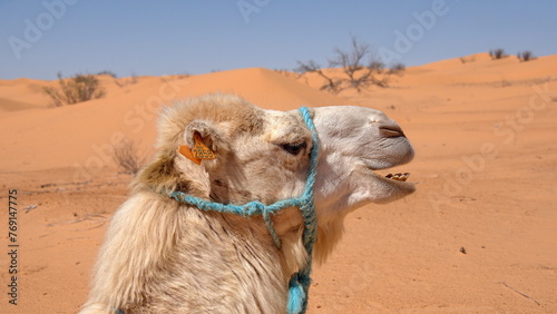Close up of a dromedary camel  Camelus dromedarius  wearing a blue halter in the Sahara Desert  outside of Douz  Tunisia