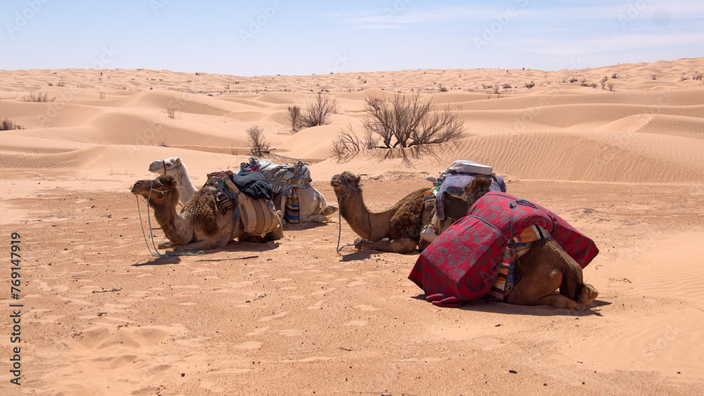 Fototapeta premium Dromedary camels (Camelus dromedarius) with saddles for a camel trek in a camp in the Sahara Desert, outside of Douz, Tunisia