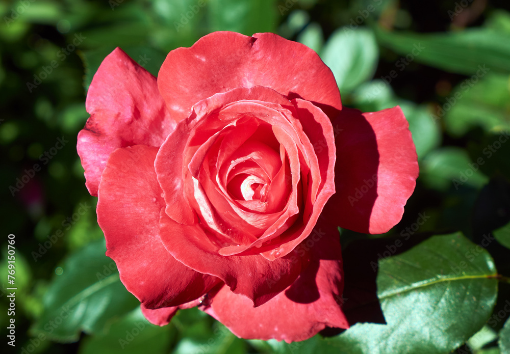 Red rose in full bloom, with green leaves in the background. Close-up photo.