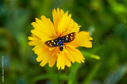 Butterfly on yellow coreopsis in summer garden closeup