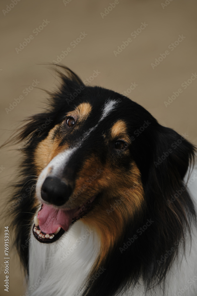 Tricolor Rough Collie sits and poses with happy face. Black Scottish Collie dog, Long-haired English Collie on brown blurred soft background. Close up Portrait of cute friendly pet outdoor.