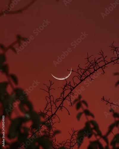 Crescent moon, with vines growing on the outside of the frame