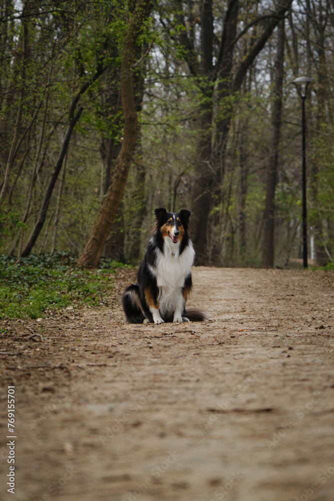Tricolor Rough Collie sits and poses in spring park. Black Scottish Collie dog, Long-haired English Collie in nature on dirt footpath in forest. Full length Portrait of cute friendly pet outdoor. Tricolor Rough Collie sits and poses in spring park. Black Scottish Collie dog, Long-haired English Collie in nature on dirt footpath in forest. Full length Portrait of cute friendly pet outdoor.