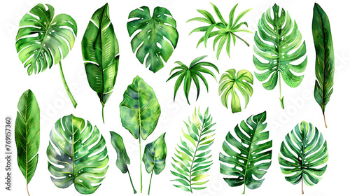 Large hand drawn watercolor illustration tropical green plants set. Set of green tropical leaves on white background