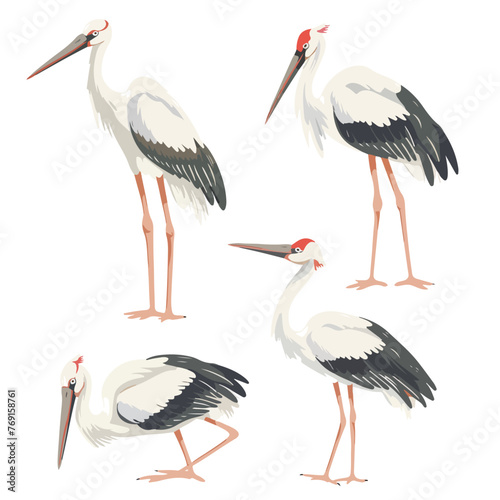 Stork set. Isolated stork on white background carto