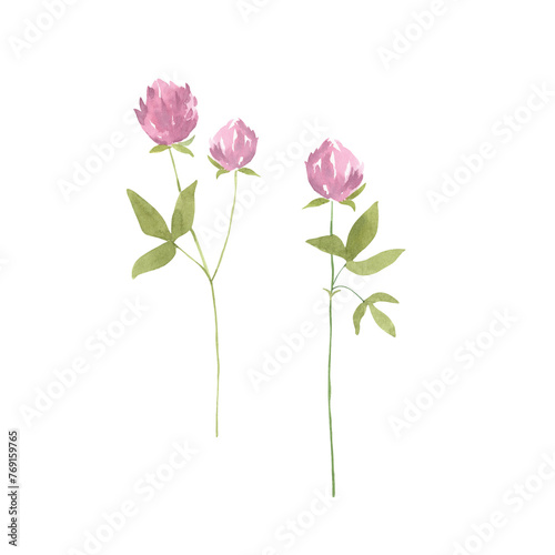 Watecolor wildflowers delicate spring flowers - hand drawn illustration set of two on white background, isolated. 