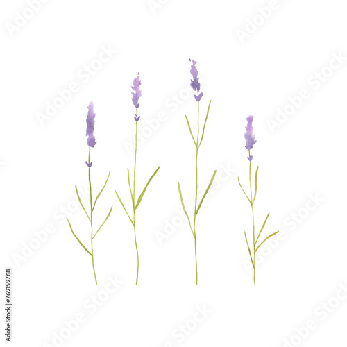 Watercolor lavender hand drawn illustration branch - isolated violet wildflower spring floral flowers