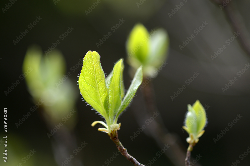 Naklejka premium 芽吹き 発芽