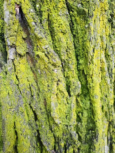 lichen on tree bark