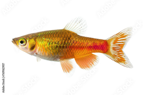 platy fish, cutout, png isolated transparent background photo