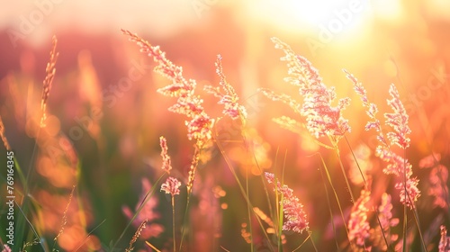 Beautiful natural panoramic countryside landscape. Blooming wild high grass in nature at sunset warm summer. Pastoral scenery. Selective focusing on foreground. © Ziyan