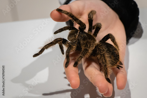 Duży, piękny, kolorowy pająk tarantula na dłoni
