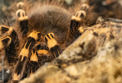 Duży, piękny, kolorowy pająk tarantula za kamieniem