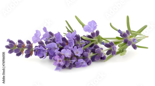 Lavender flowers isolated on white 