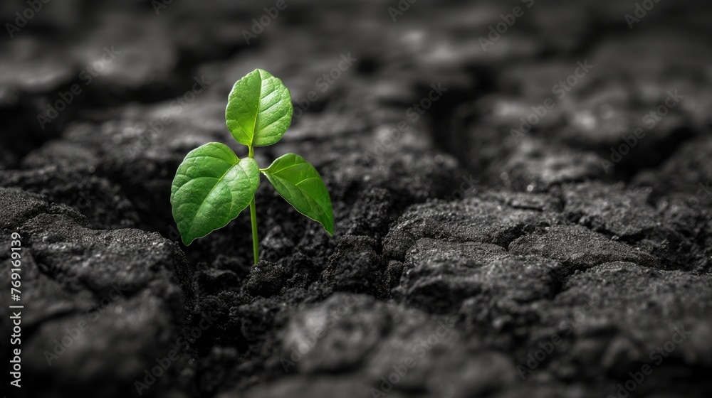 sprout growing from soil sprout growing from soil