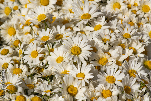 Osteospermum akila daisy white Flowers photo