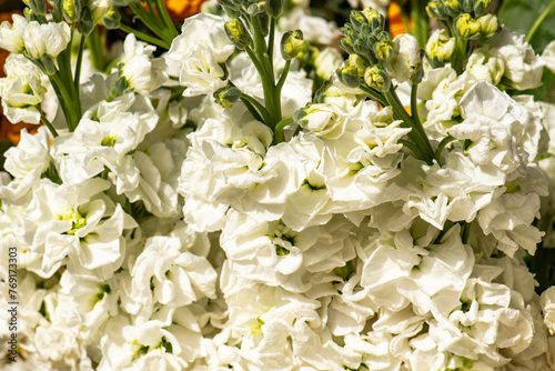 Matthiola incana flower, stock flowers, cut flowers in the nursery, full bloom