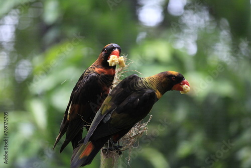 Two birds Dusky Lory (Pseudeos Fuscata) perched on the same branch. photo