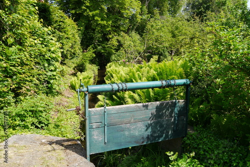 Schütz an einem Kanal im Schlosspark Mosigkau photo