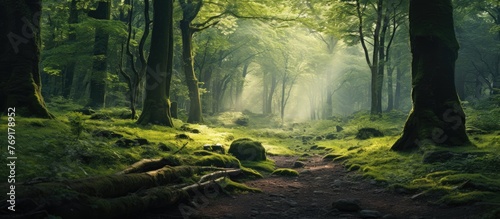 A serene forest scene shows a meandering path surrounded by green moss-covered trees and foliage photo
