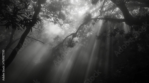 Black and white image of a mystical forest.