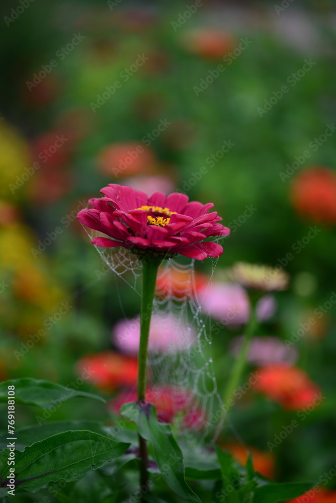 Colourful Flowers with Spider Web in Garden Colourful Flowers with Spider Web in Garden