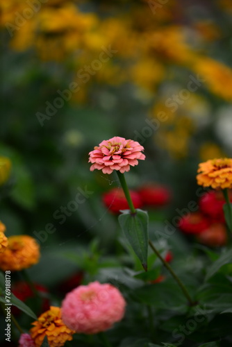 Colourful Flowers - Beautiful flowers in Garden © JaisonJr Media House