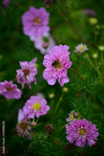 Colourful Flowers - Bee on Flower
