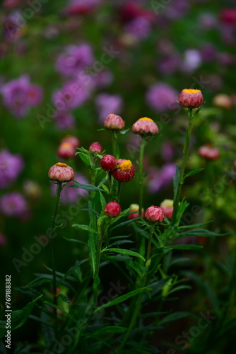 Colourful Flowers - Beautiful flowers in Garden