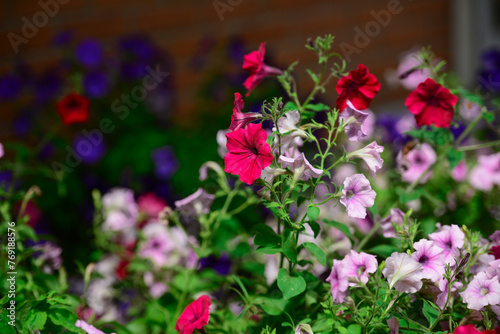 Colourful Flowers - Beautiful flowers in Garden